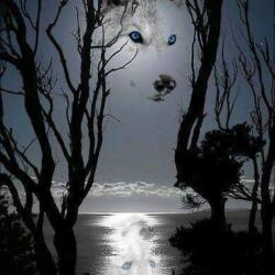 Susaninflorida avatar