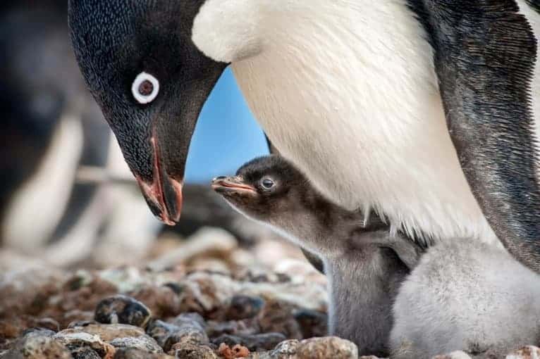 Penguins Movie Review
